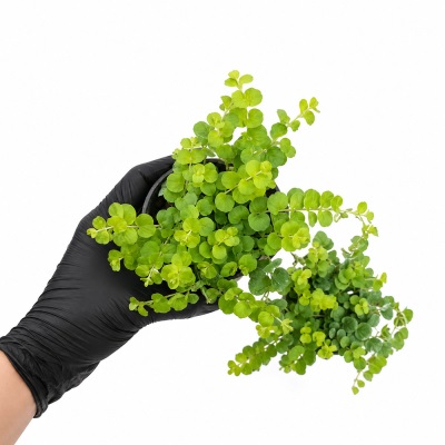 لیزوماکیا کیسه ای و گلدان نشایی